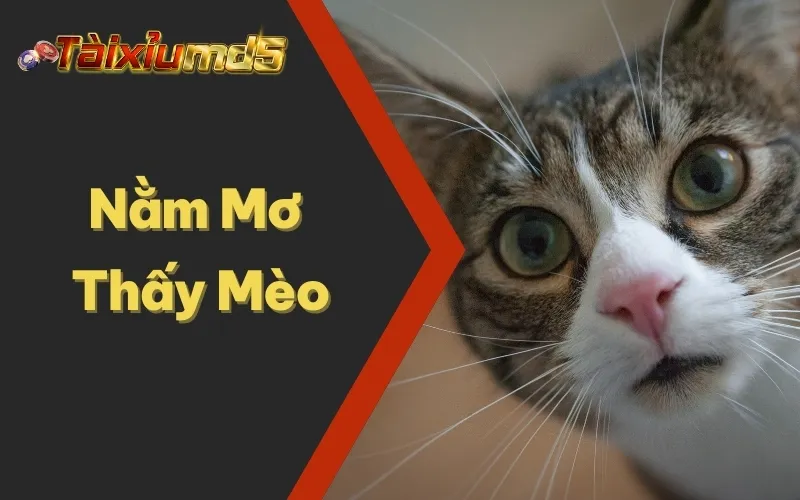 Nằm Mơ Thấy Mèo Là Điềm Gì? Mau Trúng Số Nhanh Đổi Đời